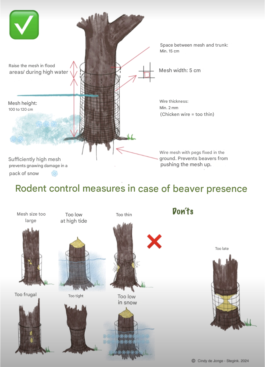 Eurasian beaver tree protection guide – Pat White | Method(Ec)ology